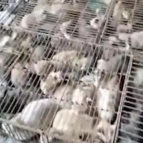 Çin'de yemek için kafeslerde tutulan 700 kedi kurtarıldı