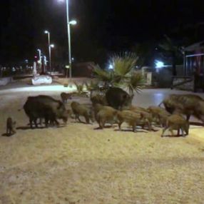 Marmaris'te domuzların sahile indiği anlar kamerada