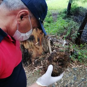 Muğla'da alevlerin arasında kalan kirpi kurtarıldı