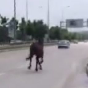 Bursa trafiğindeki at kameraya yansıdı