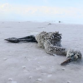 Tuz Gölü'nde flamingoların esrarengiz ölümü