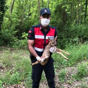 Kastamonu'da köpeklerden kurtulan karaca yavrusu