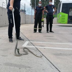 Kocaeli'de halk otobüsüne giren yılan yakalandı