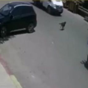 Antalya'da kamyonetin çarptığı köpek kurtuldu