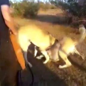 İstanbul'da köpekleri dövüştürüp kameraya kaydettiler