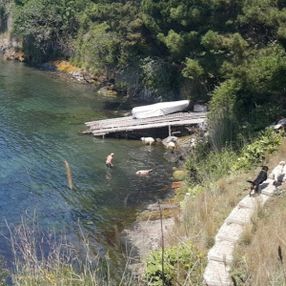 Sinop'ta sıcaktan bunalan koyunlar denize girdi