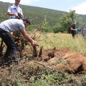 Kütahya'da bahçe teline takılan ayı kurtarıldı