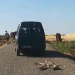 Diyarbakır'da ölü sıpayı aracına bağlayıp sürükledi