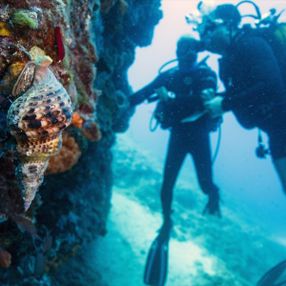 Karaburun'un su altı güzellikleri