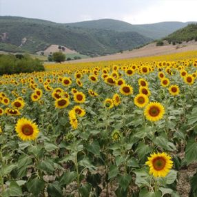 Vezirköprü'de ekilen ayçiçekleri açmaya başladı