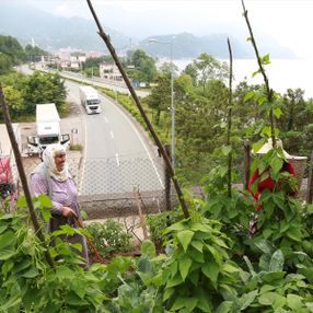 Artvin'de üstünde tarla olan tünel dikkat çekiyor