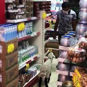 Tunceli'de sahibinin peşini bırakmayan kuzu