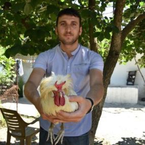 İzmir'deki boynuzlu horoz görenleri şaşırtıyor