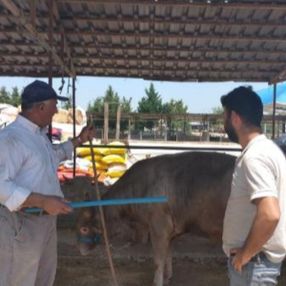 Bursa'da sosyal mesafeli hayvan pazarlığı