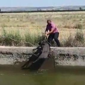 Denizli'de kanala düşen yaban domuzu kurtarıldı