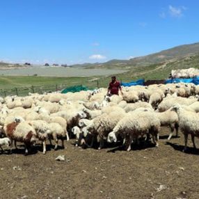 Kayseri'de 4 bin lira maaşla çalışacak çoban bulamıyor