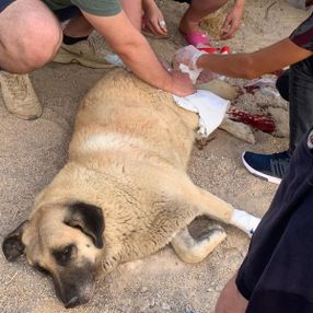 Aydın'da köpeği bıçaklayan şahıs gözaltına alındı