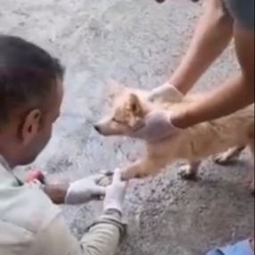 Hakkari'de ayakları asfalta yapışan köpek kurtarıldı