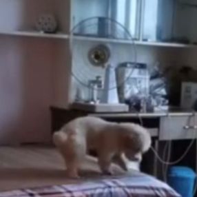 Vantilatörü açıp bir güzel uyuyan köpek