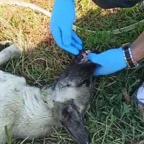 Bursa'da fenalaşan köpeğe polis memurundan yardım