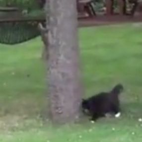 Sincaba saldırdığına pişman olan kedi