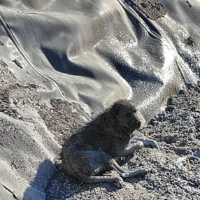 Adıyaman'da zifte saplanan köpekler kurtarıldı
