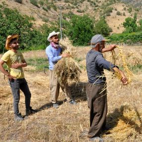 Terörden arındırılan bölgelerde 25 yıl sonra tarım