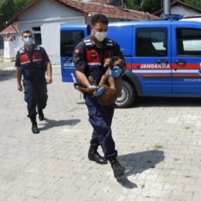 Kütahya’da zehirlenen köpeği jandarma tedavi ettirdi