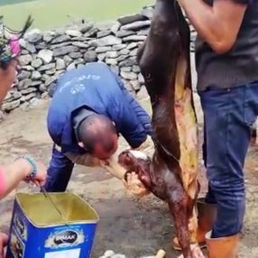 Ardahan'da bir veteriner buzağıyı hayata bağladı
