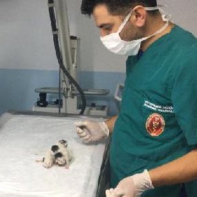 Kastamonu'da yapışık dördüz kediler birbirinden ayrıldı