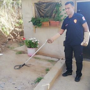 Kocaeli'nde tandıra giren yılan yakalandı