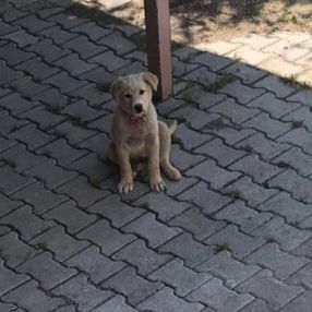 Hatay'da bıçakladığı köpeği, serbest kalınca öldürdü
