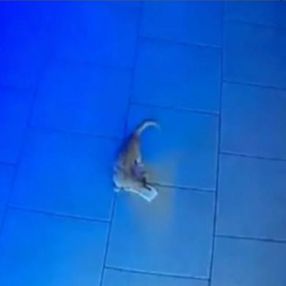 Rusya’da kasadan para çalan kedi