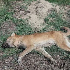Mersin'de 4 köpeği zehirlediler