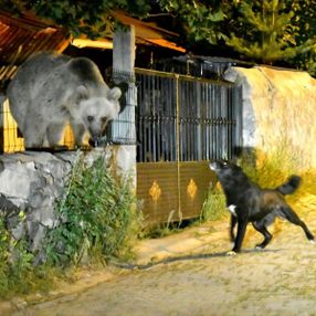 Kars'ta boz ayıları kovalayan köpek