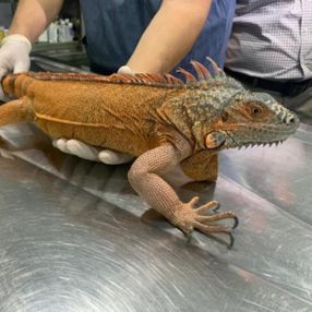 Üsküdar’da dev iguana bulundu
