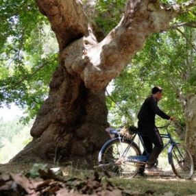 Konya'da 870 yıllık çınar ağaçları yazı tahtasına döndü