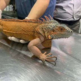 Üsküdar'da bulunan iguanaya 'Bayram' ismi verildi