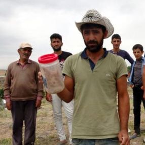 Van'da bir mahalleyi akrepler sardı
