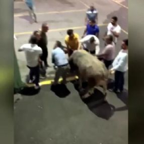 Ankara'da kaçan kurbanlıklar paniğe neden oldu