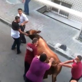 Küçükçekmece'de kurbanlık boğanın kaçış anı