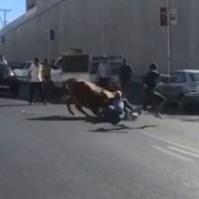 Şanlıurfa’da kaçan boğa, sahibine zor anlar yaşattı