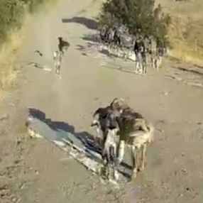 Tunceli'de sürüden ayrılan kuzuya sahip çıkan köpek