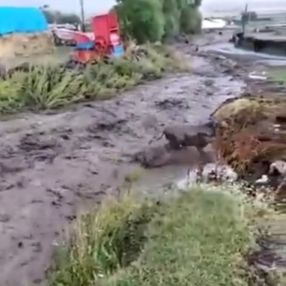 Ardahan'da sele kapılan dana kamerada