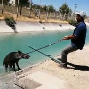Adıyaman'da kanala düşen yaban domuzu kurtarıldı