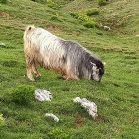 Adıyaman'da ahırdan kaçan kurbanlık keçi, bulundu