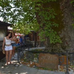 Marmaris'te tarihi çınar ağacı, ilgi odağı oldu