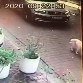 Beşiktaş'ta köpeğe çarpıp kaçan sürücü