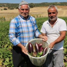 Afyonkarahisar'da ata tohumu ile patlıcan üretiyorlar