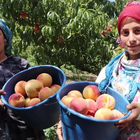 Çarşamba Ovası'nda şeftali hasadı